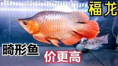 福龍魚多少錢一條（福龍魚價格大揭秘，）