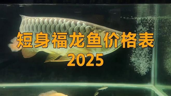 福龍魚多少錢一條（福龍魚價格大揭秘，）
