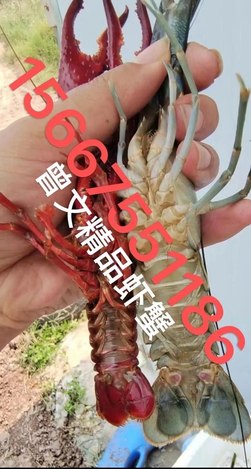 如何判斷澳龍是否新鮮？（如何判斷澳龍是否新鮮）