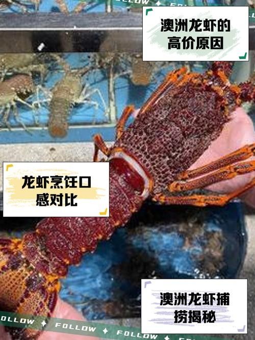 如何判斷澳龍是否新鮮？（如何判斷澳龍是否新鮮）