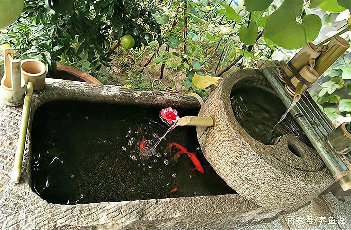 混養(yǎng)金龍魚(yú)需要多大的水流（養(yǎng)金龍魚(yú)時(shí)水流的大小是確保水質(zhì)清潔和魚(yú)類健康的關(guān)鍵因素）