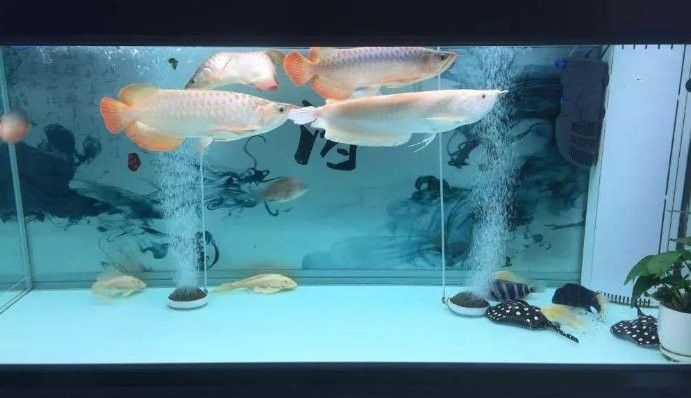 混養(yǎng)金龍魚(yú)需要多大的水流（養(yǎng)金龍魚(yú)時(shí)水流的大小是確保水質(zhì)清潔和魚(yú)類健康的關(guān)鍵因素）