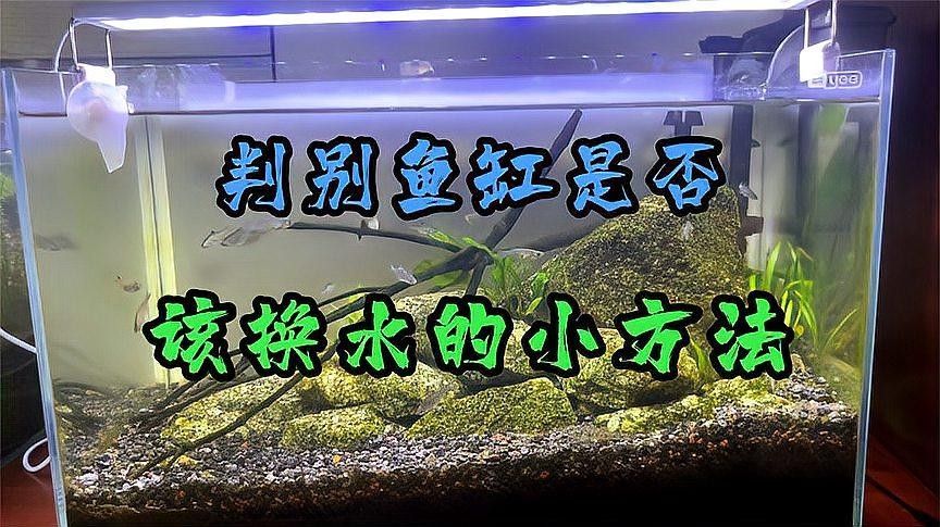 如何判斷是否需要緊急換水（如何判斷魚(yú)缸是否需要緊急換水）