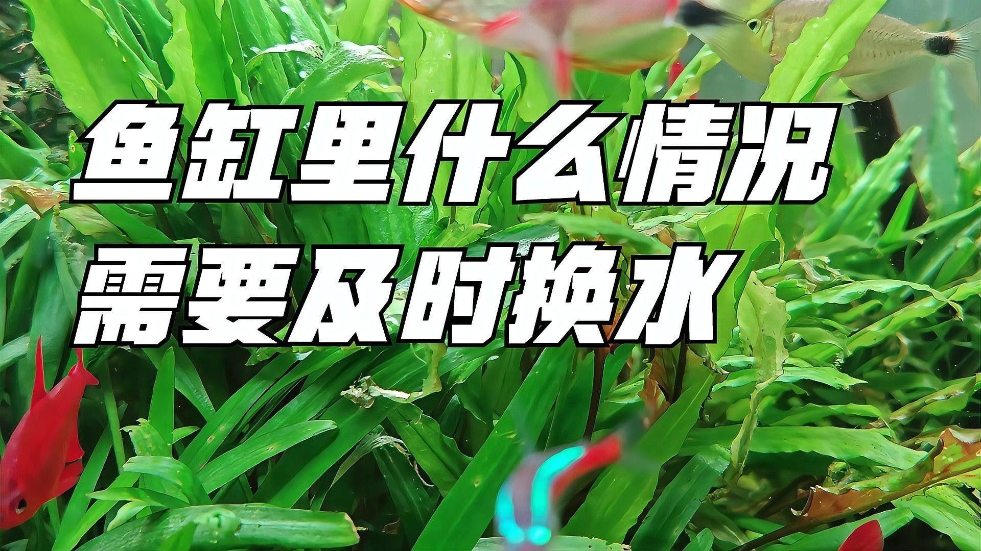 如何判斷是否需要緊急換水（如何判斷魚(yú)缸是否需要緊急換水）
