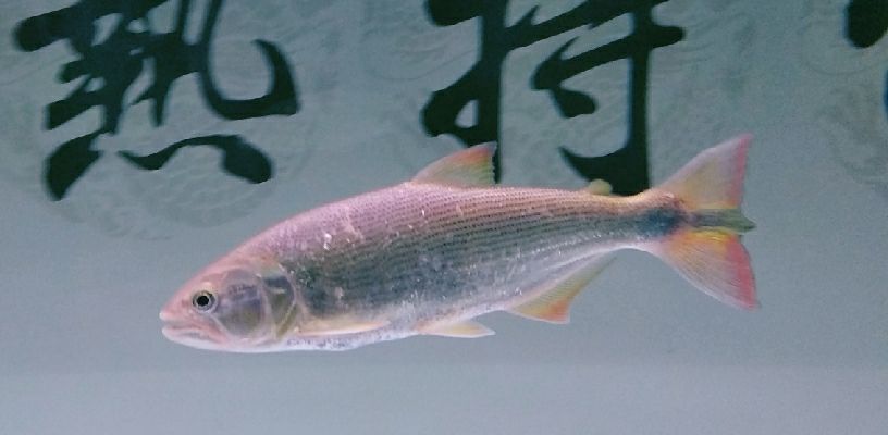 又來(lái)了,閑不住,睡不著,沒(méi)事做,好慌張(閑不住,睡不著,沒(méi)事做,好慌張) 觀賞魚百科 第3張 又來(lái)了,閑不住,睡不著,沒(méi)事做,好慌張(閑不住,睡不著,沒(méi)事做,好慌張) 又來(lái)了,閑不住,睡不著,沒(méi)事做,好慌張(閑不住,睡不著,沒(méi)事做,好慌張) 觀賞魚百科 第3張