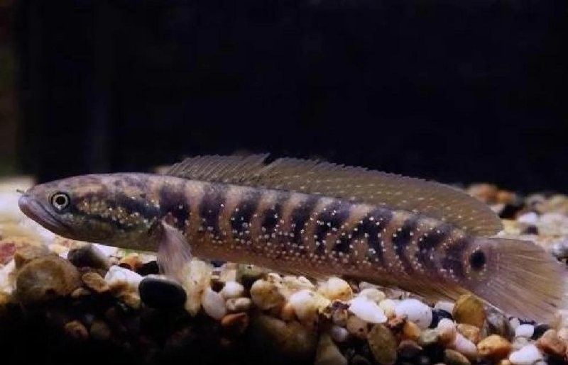 如何區分紅月鱧雷龍魚的公母（月鱧雷龍魚的性別區分對于養殖和繁殖管理和繁殖管理至關重要）