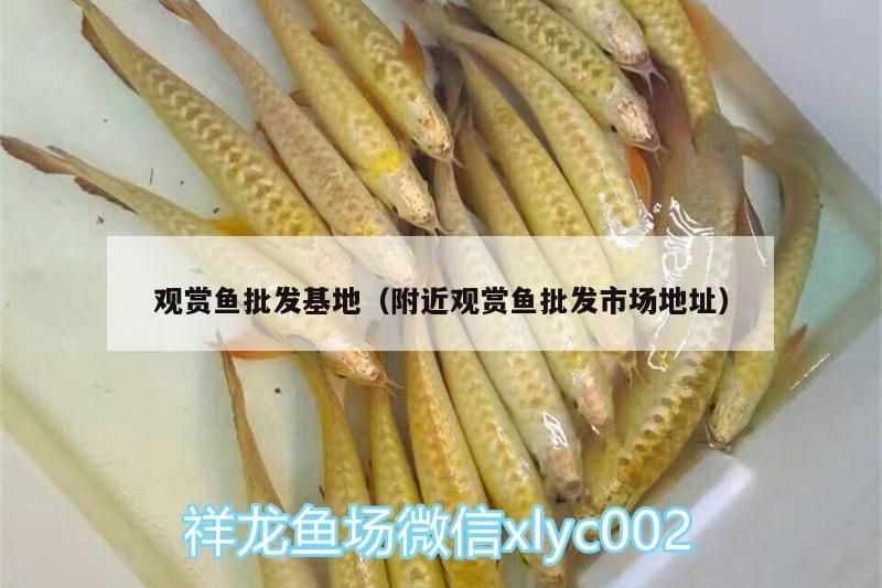 觀賞魚批發基地（附近觀賞魚批發市場地址）（觀賞魚批發基地、附近觀賞魚批發市場地址）