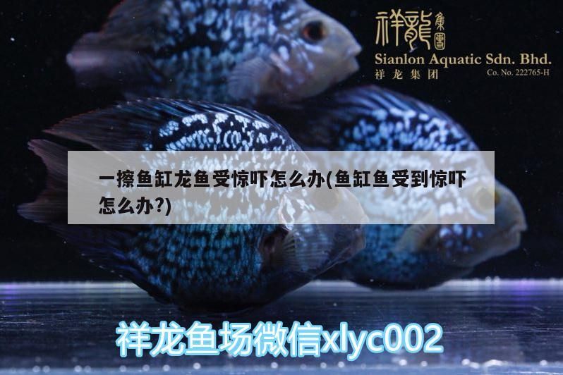 一擦魚缸龍魚受驚嚇怎么辦(魚缸魚受到驚嚇怎么辦?)（一擦魚缸龍魚受驚嚇怎么辦，龍魚受到驚嚇怎么辦，龍魚受驚怎么辦）
