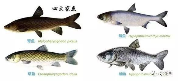 如何判斷混養是否成功？（如何判斷混養是否成功）