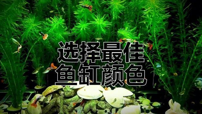 如何提供適合孔雀魚和曼龍魚的環境（如何為孔雀魚和曼龍魚提供合適的水族環境）