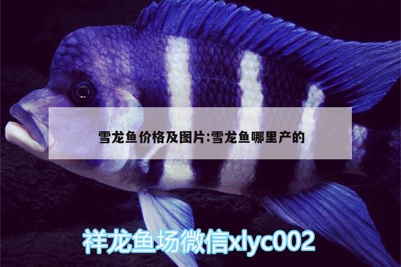 雪龍魚價格及圖片:雪龍魚哪里產的（世界上最貴的觀賞魚，雪龍魚和銀龍魚的區別如下，有錢也買不起）