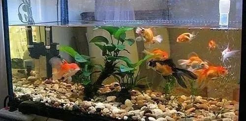 鑫海龍魚缸的維修服務(wù)如何？（海龍魚缸的維修服務(wù)評價）