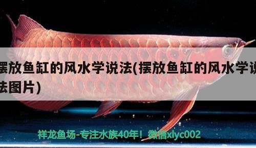擺放魚缸的風水學說法(擺放魚缸的風水學說法圖片)（擺放魚缸的風水學說法） 擺放魚缸的風水學說法(擺放魚缸的風水學說法圖片)（擺放魚缸的風水學說法） 觀賞魚百科