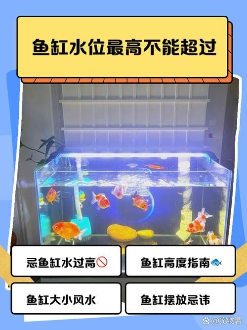 龍魚魚缸的高度有要求嗎（關(guān)于龍魚魚缸的高度要求） 龍魚魚缸的高度有要求嗎（關(guān)于龍魚魚缸的高度要求） 龍魚百科 第6張