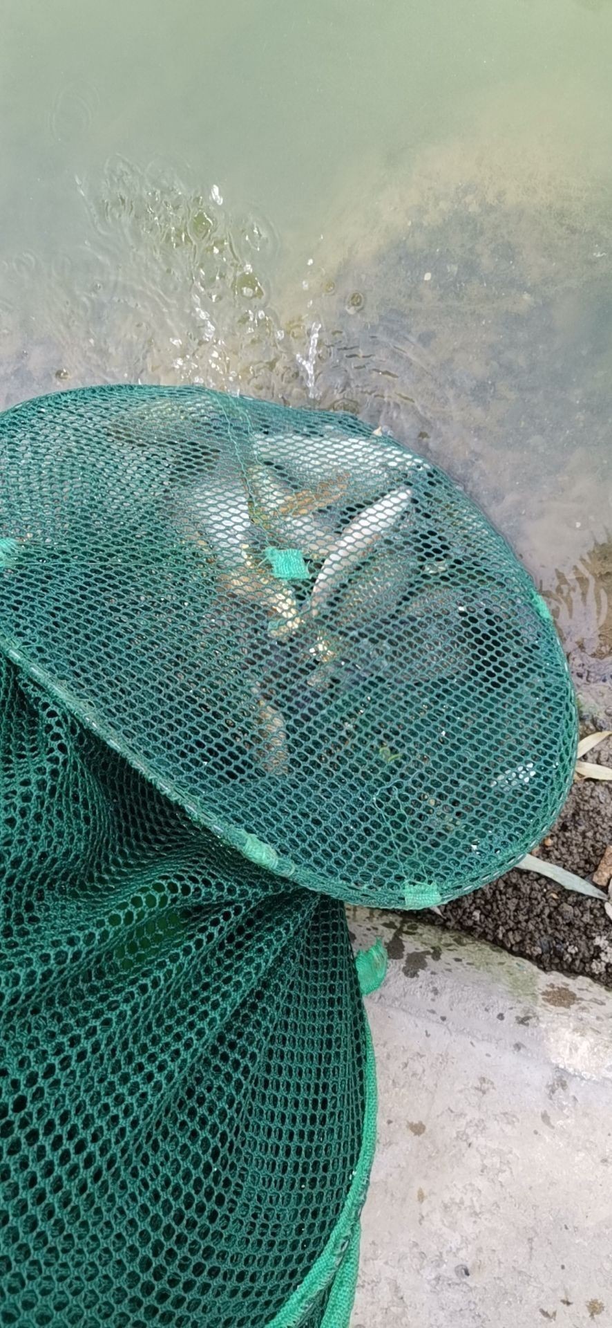 金龍魚的最佳釣點在哪里（《摩爾莊園手游》金龍魚釣點大揭秘七日世界金龍魚釣魚地點大揭秘） 金龍魚的最佳釣點在哪里（《摩爾莊園手游》金龍魚釣點大揭秘七日世界金龍魚釣魚地點大揭秘） 龍魚百科 第1張