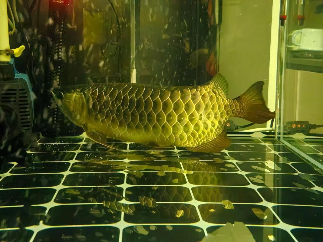 龍魚精養缸的養護方法（魚精養缸的養護方法）