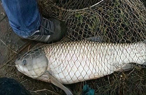 龍魚爛尾病期間需要多久換一次水（關(guān)于龍魚爛尾病期間換水頻率的建議：**觀察癥狀）