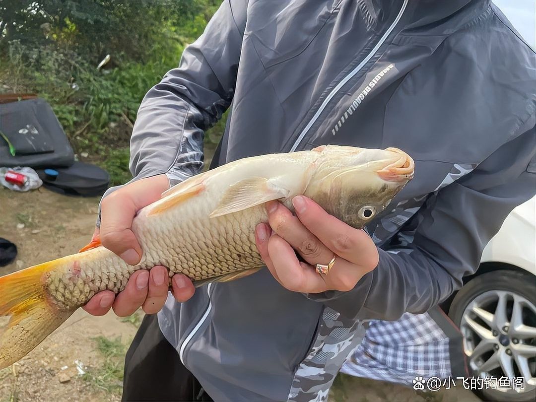龍魚爛尾病期間需要多久換一次水（關(guān)于龍魚爛尾病期間換水頻率的建議：**觀察癥狀）