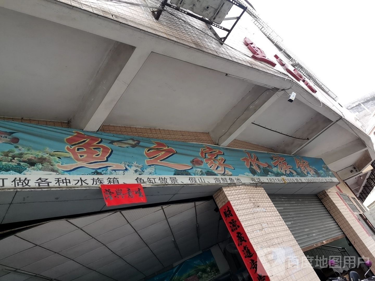 新興哪個水族館龍魚好？祥龍魚場龍魚（新興縣祥龍魚場） 新興哪個水族館龍魚好？祥龍魚場龍魚（新興縣祥龍魚場） 龍魚百科 第7張