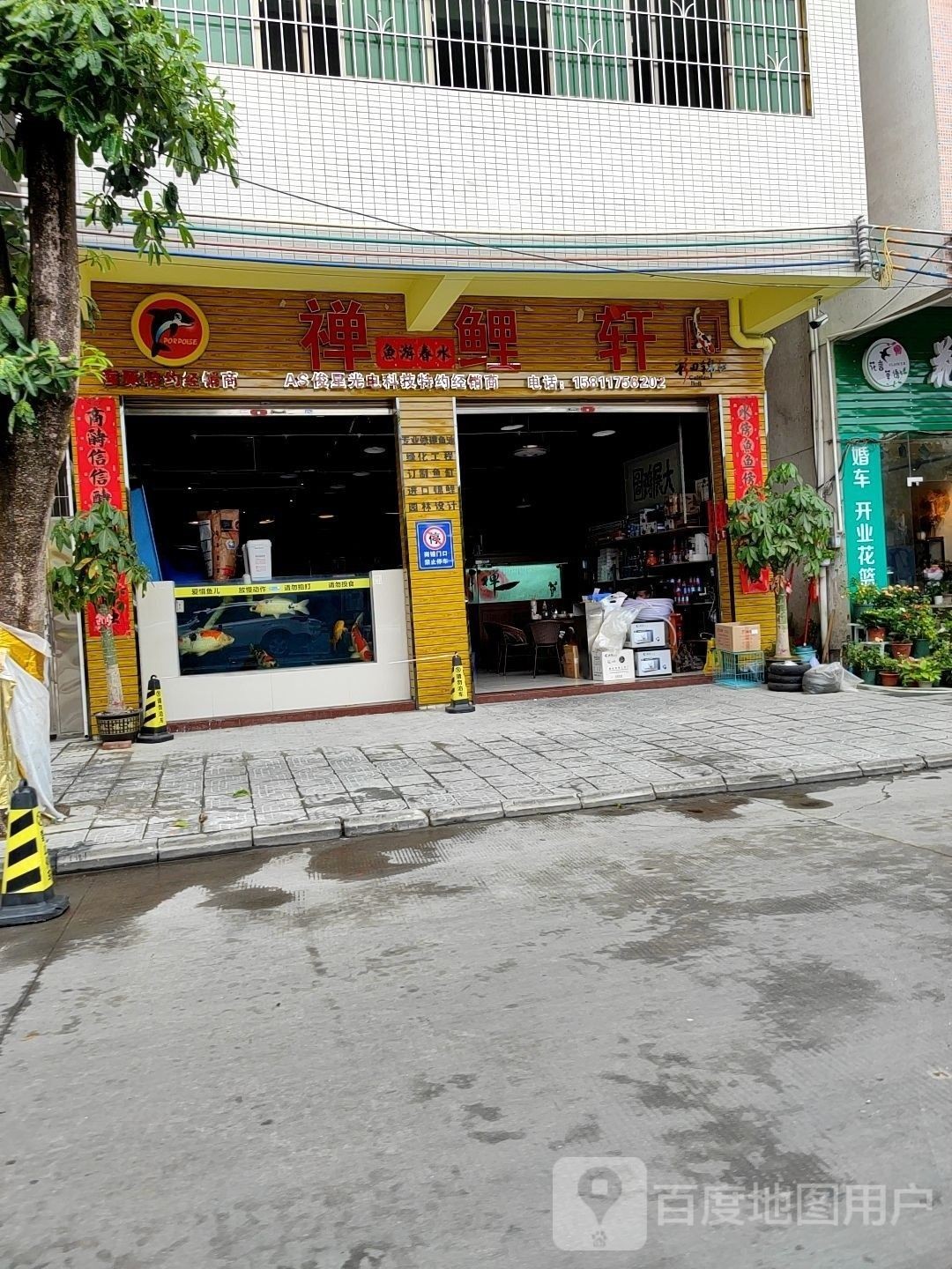 新興哪個水族館龍魚好？祥龍魚場龍魚（新興縣祥龍魚場） 新興哪個水族館龍魚好？祥龍魚場龍魚（新興縣祥龍魚場） 龍魚百科 第8張