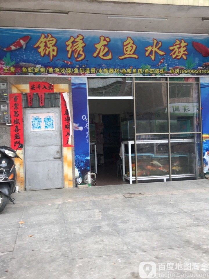 新興哪個水族館龍魚好？祥龍魚場龍魚（新興縣祥龍魚場） 新興哪個水族館龍魚好？祥龍魚場龍魚（新興縣祥龍魚場） 龍魚百科 第9張