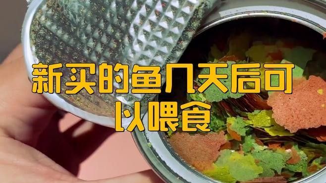 金龍魚適應新環境后多久喂食？（金龍魚適應新環境后多久喂食金龍魚適應新環境后多久喂食）