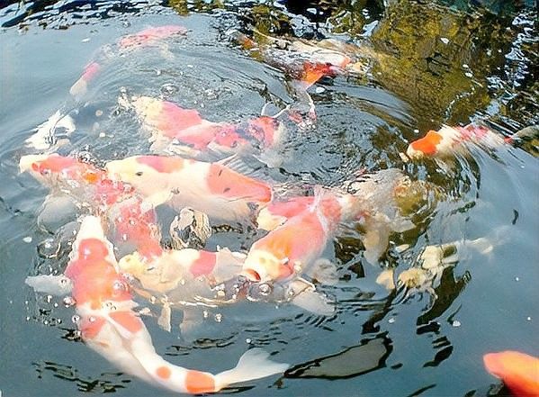 金龍魚適應新環境后多久喂食？（金龍魚適應新環境后多久喂食金龍魚適應新環境后多久喂食）