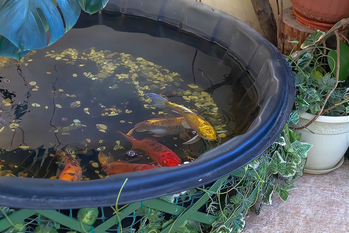 金龍魚適應新環境后多久喂食？（金龍魚適應新環境后多久喂食金龍魚適應新環境后多久喂食）