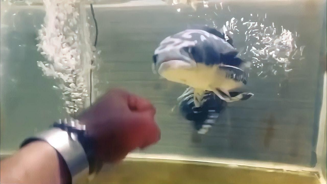 如何飼養小盾鱧