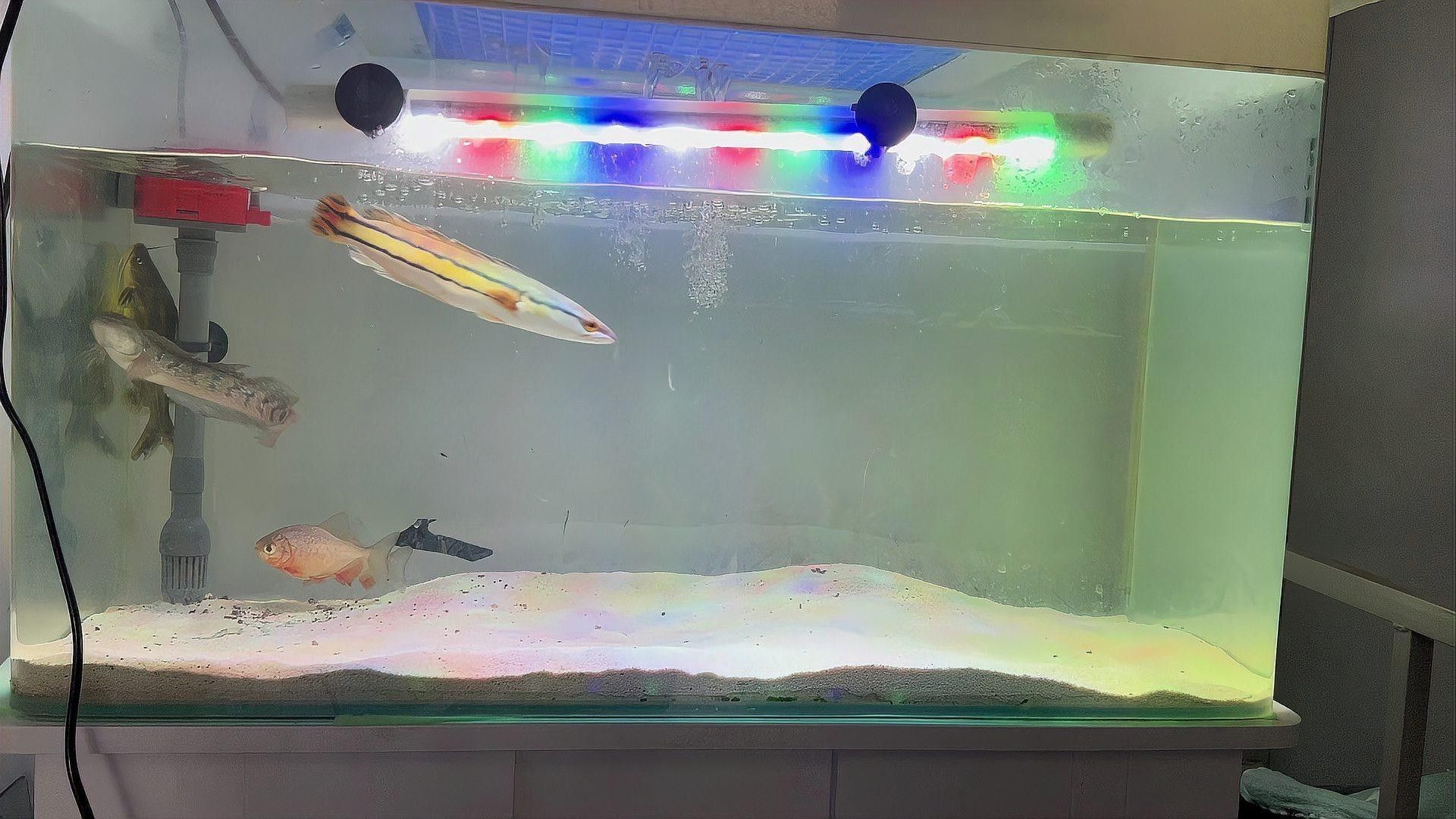 如何飼養小盾鱧