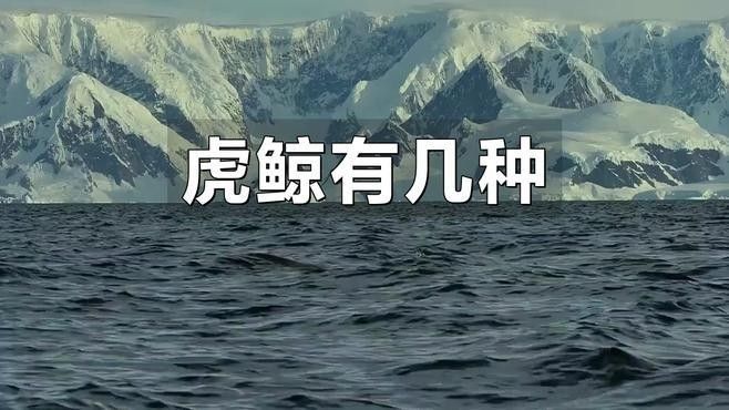 虎鯨的社會(huì)結(jié)構(gòu)是怎樣的（虎鯨的社會(huì)結(jié)構(gòu)）