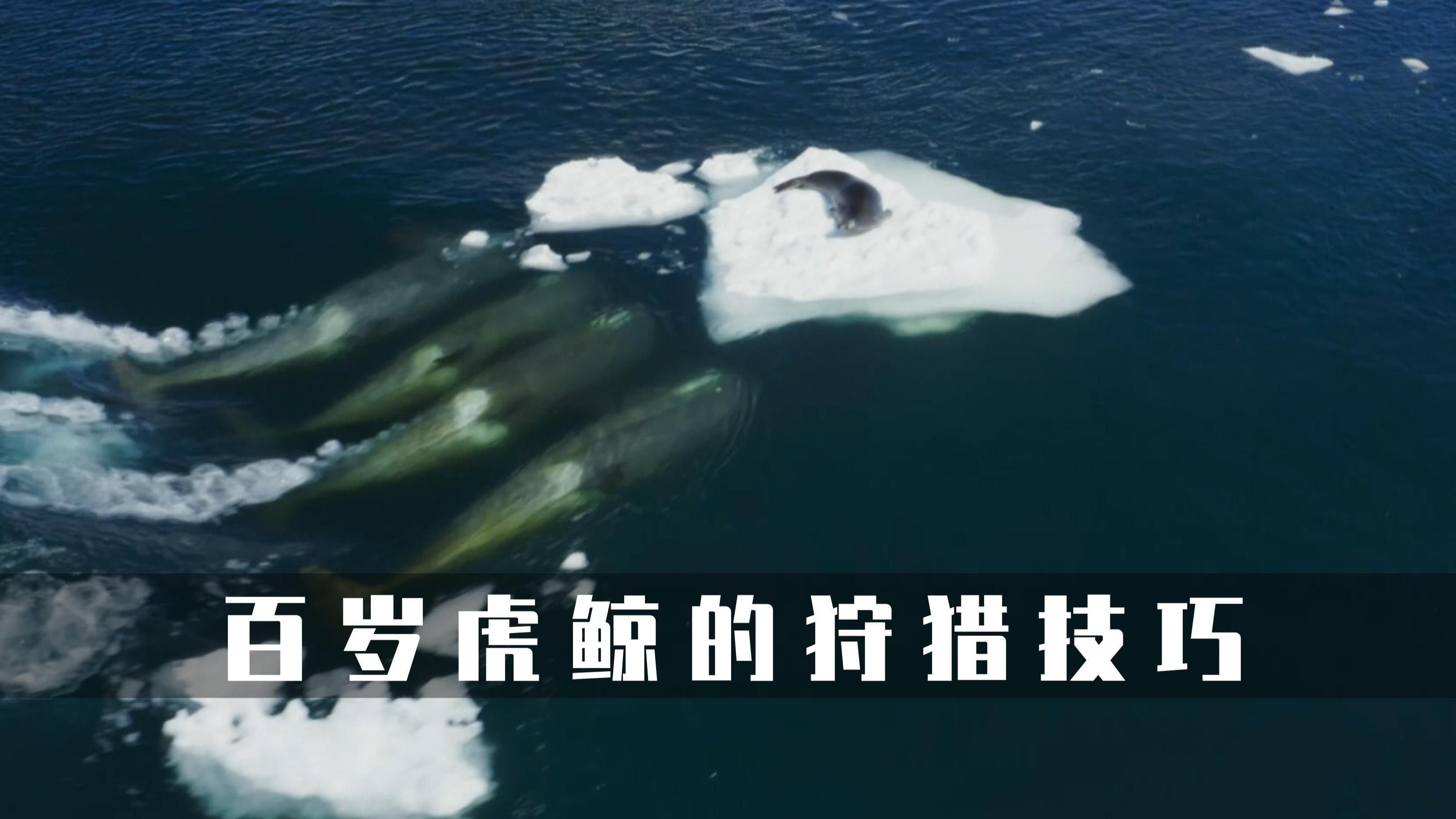 虎鯨的社會(huì)結(jié)構(gòu)是怎樣的（虎鯨的社會(huì)結(jié)構(gòu)）