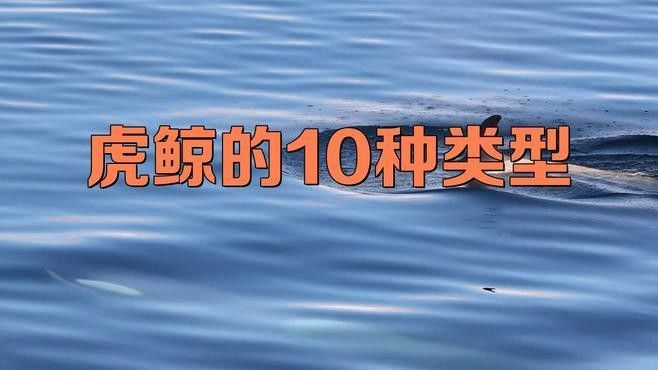 虎鯨的社會(huì)結(jié)構(gòu)是怎樣的（虎鯨的社會(huì)結(jié)構(gòu)）