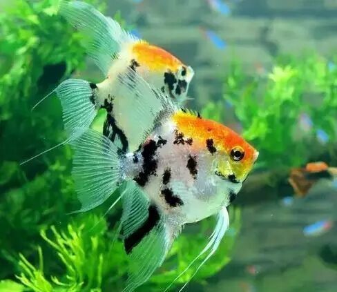 龍魚使用紅霉素后多久見效？（龍魚使用紅霉素后多久需要換水龍魚腸炎恢復全攻略）