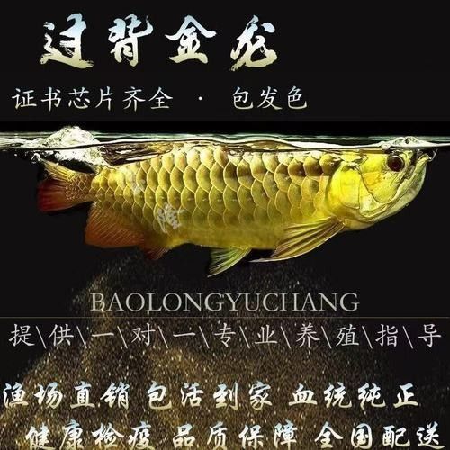 高背金龍魚和過背金龍魚的價格差異大嗎（背金龍魚和過背金龍魚價格差異主要受以下幾個因素影響）