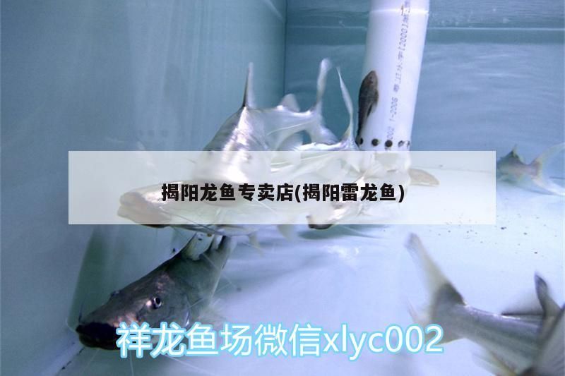 揭陽龍魚專賣店(揭陽雷龍魚)（臺幫你規(guī)避一些風(fēng)險，揭陽雷龍魚專賣店，）