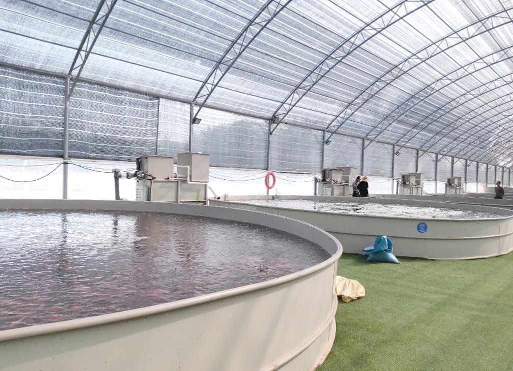 如何聯系長春龍魚養殖場（如何聯系長春市龍魚養殖場）