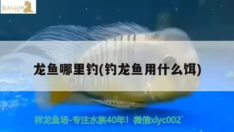龍魚哪里釣(釣龍魚用什么餌)（《天天釣魚鋒告》龍魚哪里釣和釣龍魚用什么餌）