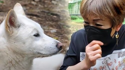 紅龍犬多久會忘記舊環(huán)境（紅龍犬多久會忘記舊環(huán)境，狗狗多久會忘記舊環(huán)境的問題）