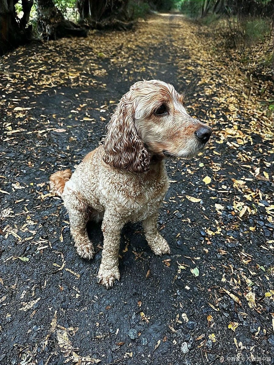 紅龍犬多久會忘記舊環(huán)境（紅龍犬多久會忘記舊環(huán)境，狗狗多久會忘記舊環(huán)境的問題）