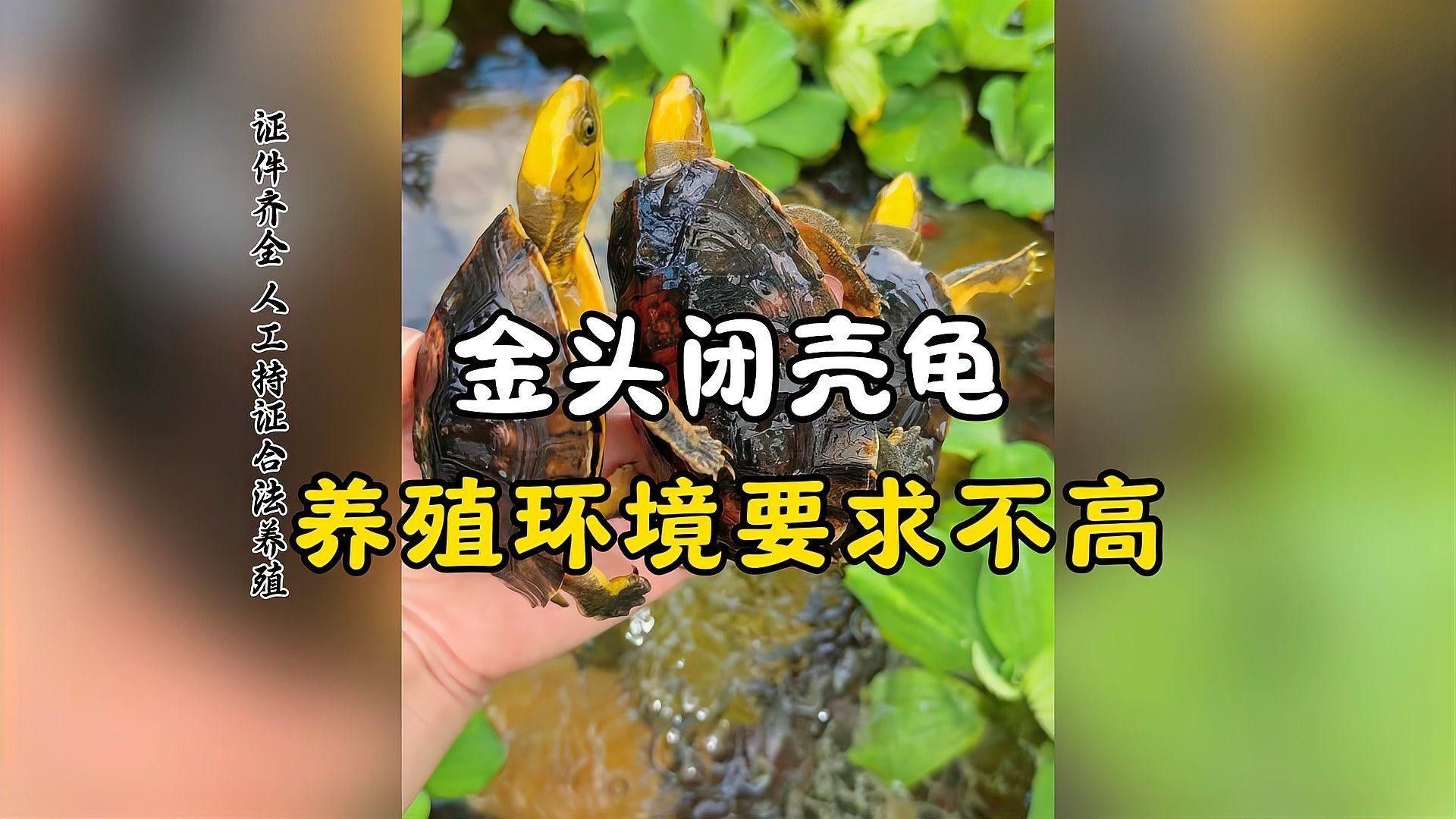 金頭過(guò)背和過(guò)背金龍魚哪個(gè)更難飼養(yǎng)（金頭過(guò)背和普通過(guò)背金龍魚的區(qū)別在哪里？）
