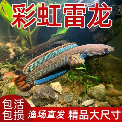 彩虹雷龍魚公母圖解（彩虹雷龍魚公母的區分）
