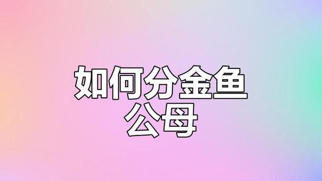 觀賞魚發(fā)情期有哪些表現(xiàn)（觀賞魚在發(fā)情期會表現(xiàn)出多種生理和行為變化不同品種的差異）