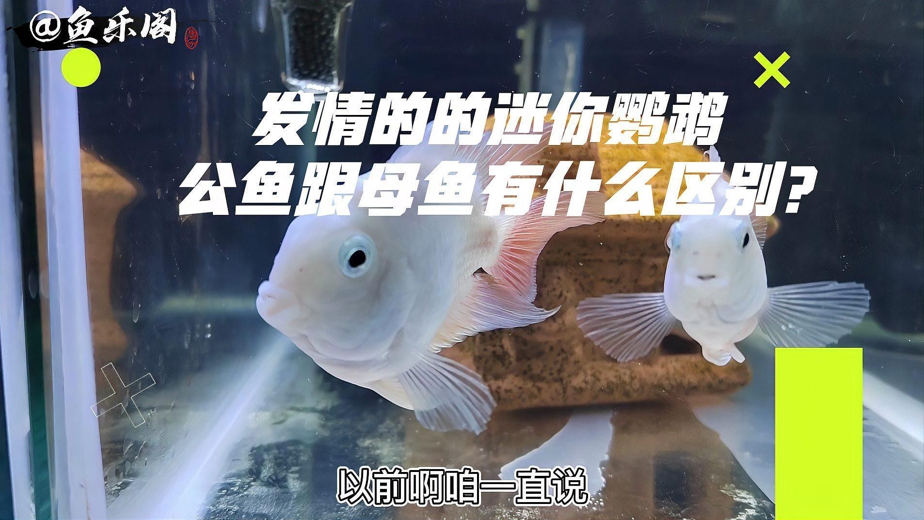 觀賞魚發(fā)情期有哪些表現(xiàn)（觀賞魚在發(fā)情期會表現(xiàn)出多種生理和行為變化不同品種的差異）