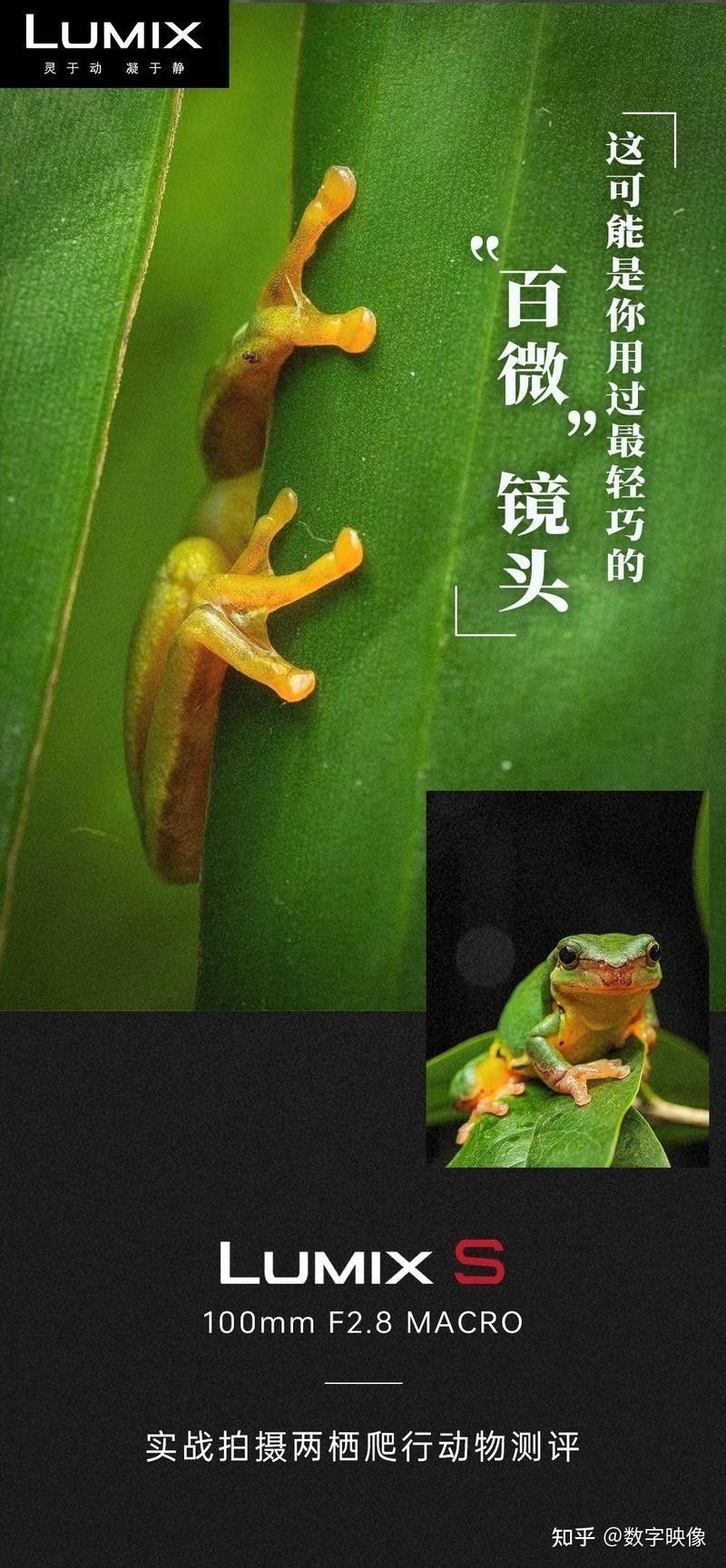 微距鏡頭如何拍攝動態小龍魚？（如何利用微距鏡頭拍攝動態小龍魚） 微距鏡頭如何拍攝動態小龍魚？（如何利用微距鏡頭拍攝動態小龍魚） 龍魚百科 第7張