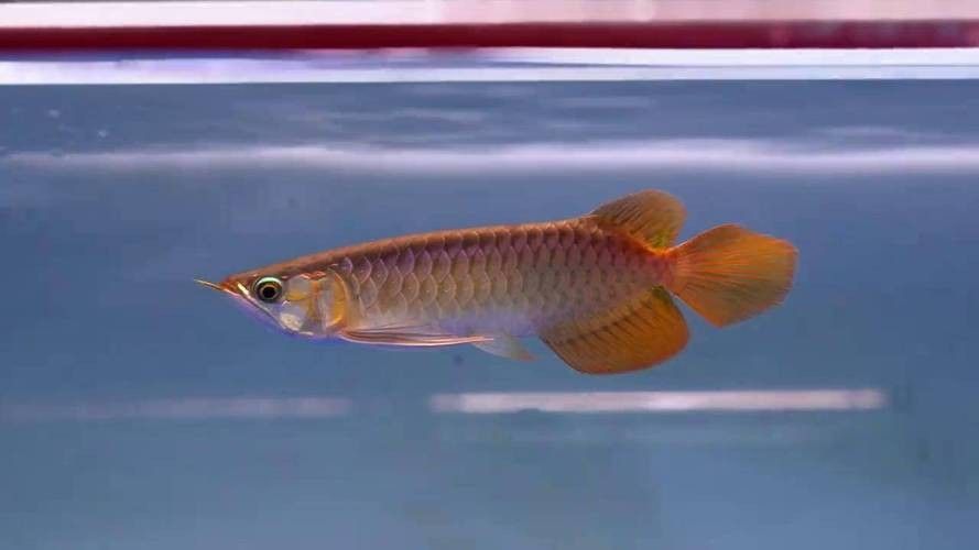 紅龍魚變色全過程圖（紅龍魚發色過程中的變色過程中，紅龍魚發色過程中需要注意什么） 紅龍魚變色全過程圖（紅龍魚發色過程中的變色過程中，紅龍魚發色過程中需要注意什么） 觀賞魚百科 第2張