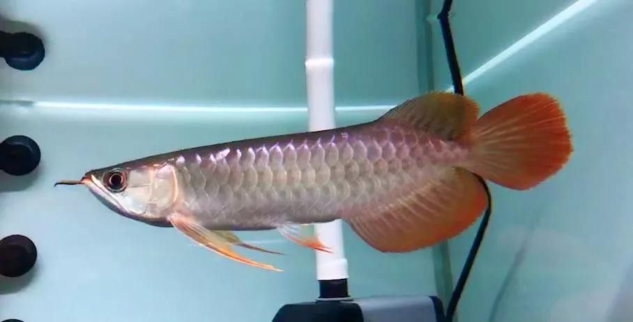 紅龍魚變色全過程圖（紅龍魚發色過程中的變色過程中，紅龍魚發色過程中需要注意什么） 紅龍魚變色全過程圖（紅龍魚發色過程中的變色過程中，紅龍魚發色過程中需要注意什么） 觀賞魚百科 第3張
