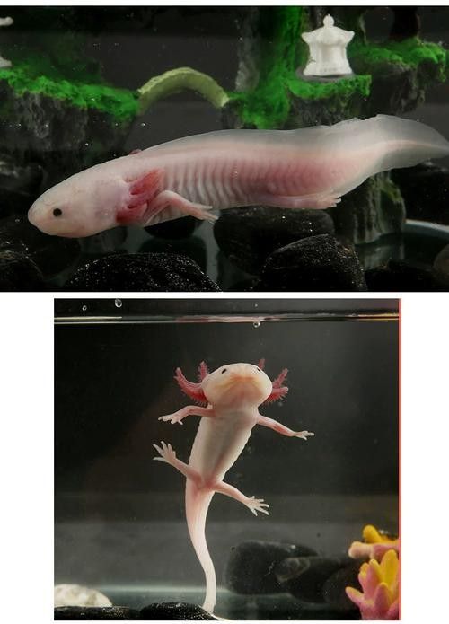 財神鸚鵡魚(財神鸚鵡魚怎么分公母)（財神魚和鸚鵡魚的區別）