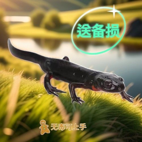 財神鸚鵡魚(財神鸚鵡魚怎么分公母)（財神魚和鸚鵡魚的區別）