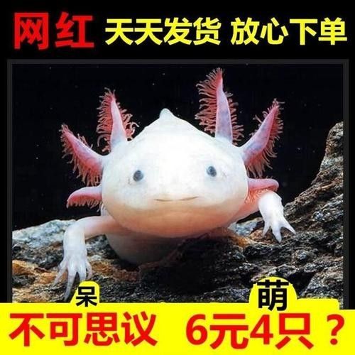 財神鸚鵡魚(財神鸚鵡魚怎么分公母)（財神魚和鸚鵡魚的區別）
